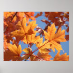 Autumn Leaves art prints gifts Orange Fall Leaves