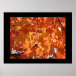 Autumn Leaves art prints Orange Fall Tree Leaves