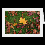 Autumn Leaves (bordered) cards