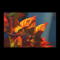 Autumn Leaves canvas prints