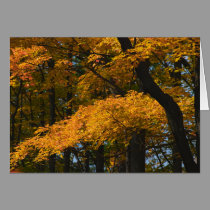 Autumn Leaves Card by nedell Autumn Leaves Card