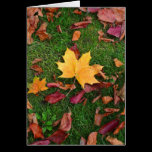 Autumn Leaves cards
