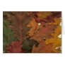 Autumn Leaves