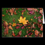 Autumn Leaves cards