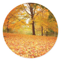Autumn Leaves, Central Park, New York City Round Stickers