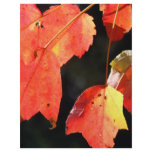 Autumn Leaves Full Color Flyer