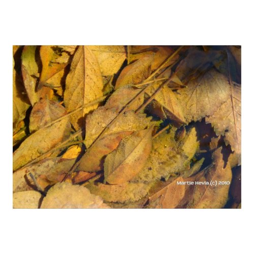 Autumn Leaves in a Rain Puddle print