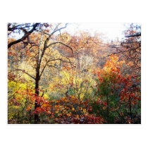 Autumn Leaves in Missouri postcards