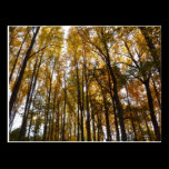 Autumn Leaves in the Morning Postcard