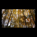 Autumn Leaves in the Morning Print