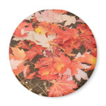 Autumn Leaves/Leaves in Fall Magnet