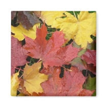 Autumn Leaves magnets