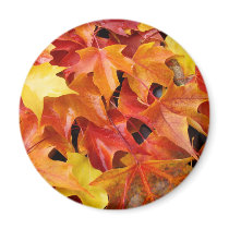 Autumn Leaves magnets Colorful Fall Tree Leaf