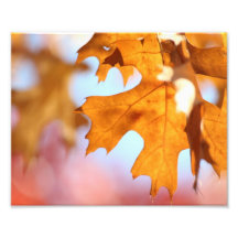 Autumn Leaves Photograph