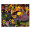 Autumn leaves , pink field stone posters