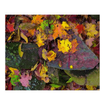 Autumn leaves ,pink field stones , poster posters by GinaSignore Autumn leaves ,pink field stones , poster posters