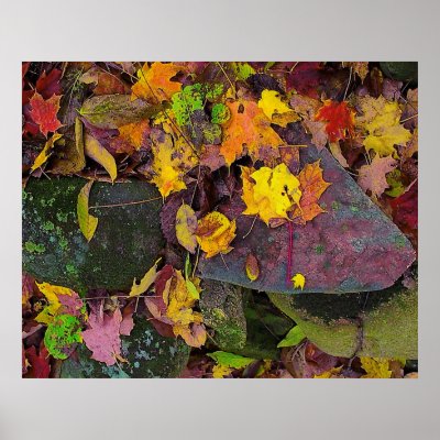 Autumn leaves ,pink field stones , poster by GinaSignore