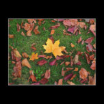 Autumn Leaves postcards