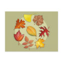 Autumn Leaves Postcard by jamieco Autumn Leaves Postcard