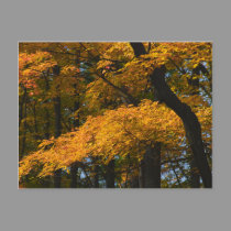 Autumn Leaves Postcard by nedell Autumn Leaves Postcard
