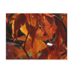 Autumn Leaves Post Card