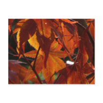 Autumn Leaves postcards