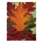 Autumn Leaves Postcard