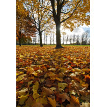 Autumn Leaves