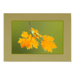 2009, autumn, season, seasons, weather, orange,