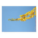 Autumn leaves posters by ahawks Autumn leaves posters