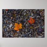 Autumn Leaves Poster