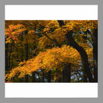 Autumn Leaves Poster/Print by nedell Autumn Leaves Poster/Print