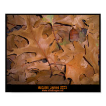 Autumn Leaves posters
