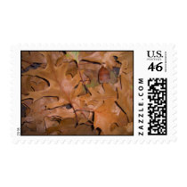 Autumn Leaves Stamp