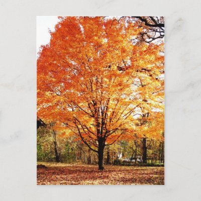 Autumn Leaves Thanksgiving Postcard