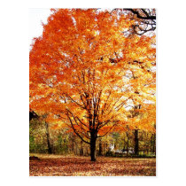 Autumn Leaves Thanksgiving Postcard postcards