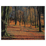 Autumn light from the Forest Flyer Design