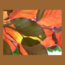 Autumn Light Poster posters