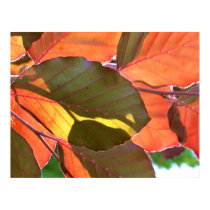 Autumn Light Poster posters