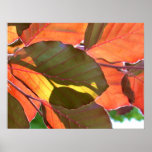 Autumn Light Poster