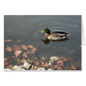 Autumn Mallard postage cards by serenity_ii Autumn Mallard postage cards