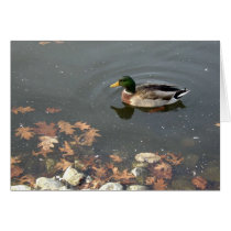 Autumn Mallard postage cards by serenity_ii Autumn Mallard postage cards