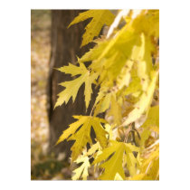 Autumn Maple - Fine Art Photography Prints by word1001 Autumn Maple - Fine Art Photography Prints