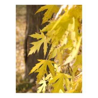 Autumn Maple - Fine Art Photography Prints