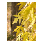 Autumn Maple - Fine Art Photography Prints