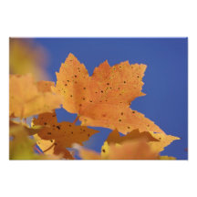 Autumn maple leaf and blue sky, White Photo Art