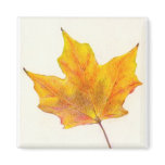 Autumn Maple Leaf in Shades of Gold Fridge Magnet