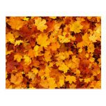 Autumn Maple Leaves Postcards