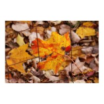 Autumn Maple Leaves posters by VermontCardCompany Autumn Maple Leaves posters