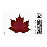 Autumn Maple - Red Stamps